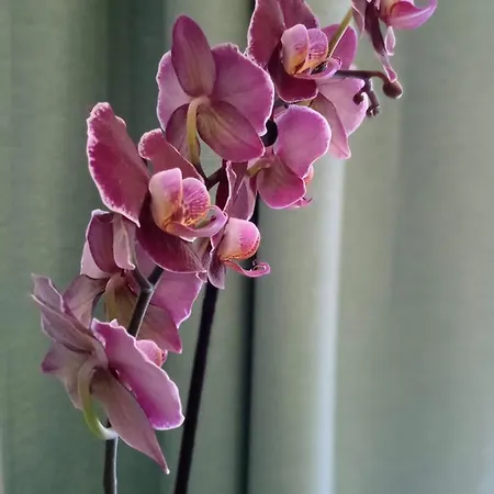 Marina * 챠브타트