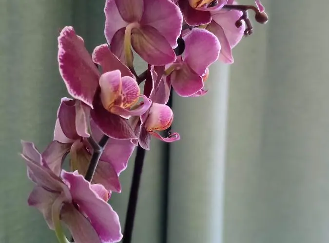 Marina * تْسافتات